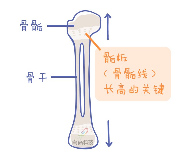 重啟骨骺線~你看起來很誘人！_11.png