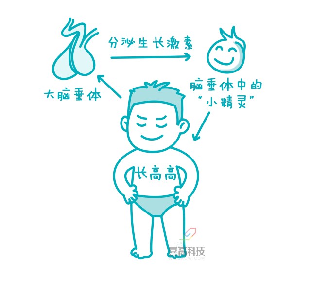 一網(wǎng)打盡︱打生長激素有副作用嗎？_02.png