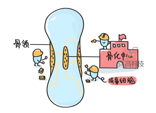 11.22看完大樓建造過程，就知道孩子是怎么長高的-_05.png